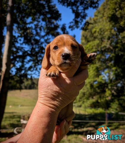 Mini dachshund x Cavalier puppies