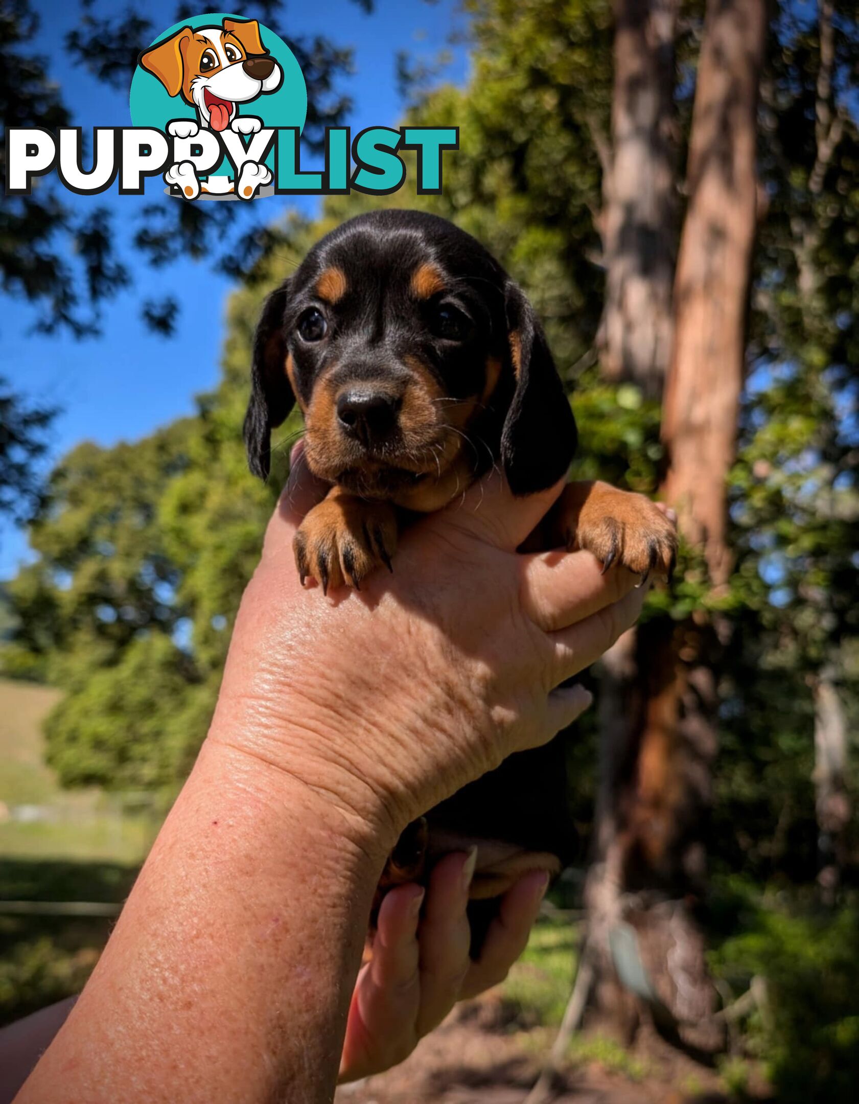 Mini dachshund x Cavalier puppies