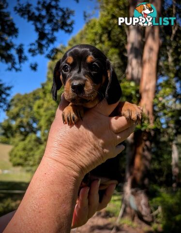 Mini dachshund x Cavalier puppies