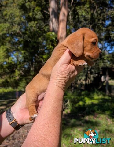 Mini dachshund x Cavalier puppies