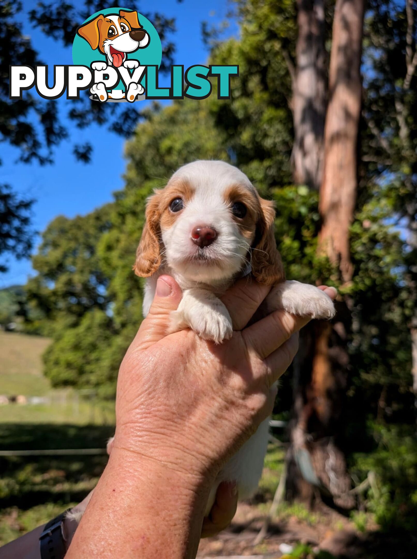 Mini dachshund x Cavalier puppies