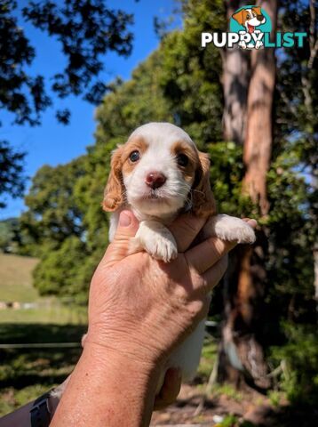 Mini dachshund x Cavalier puppies