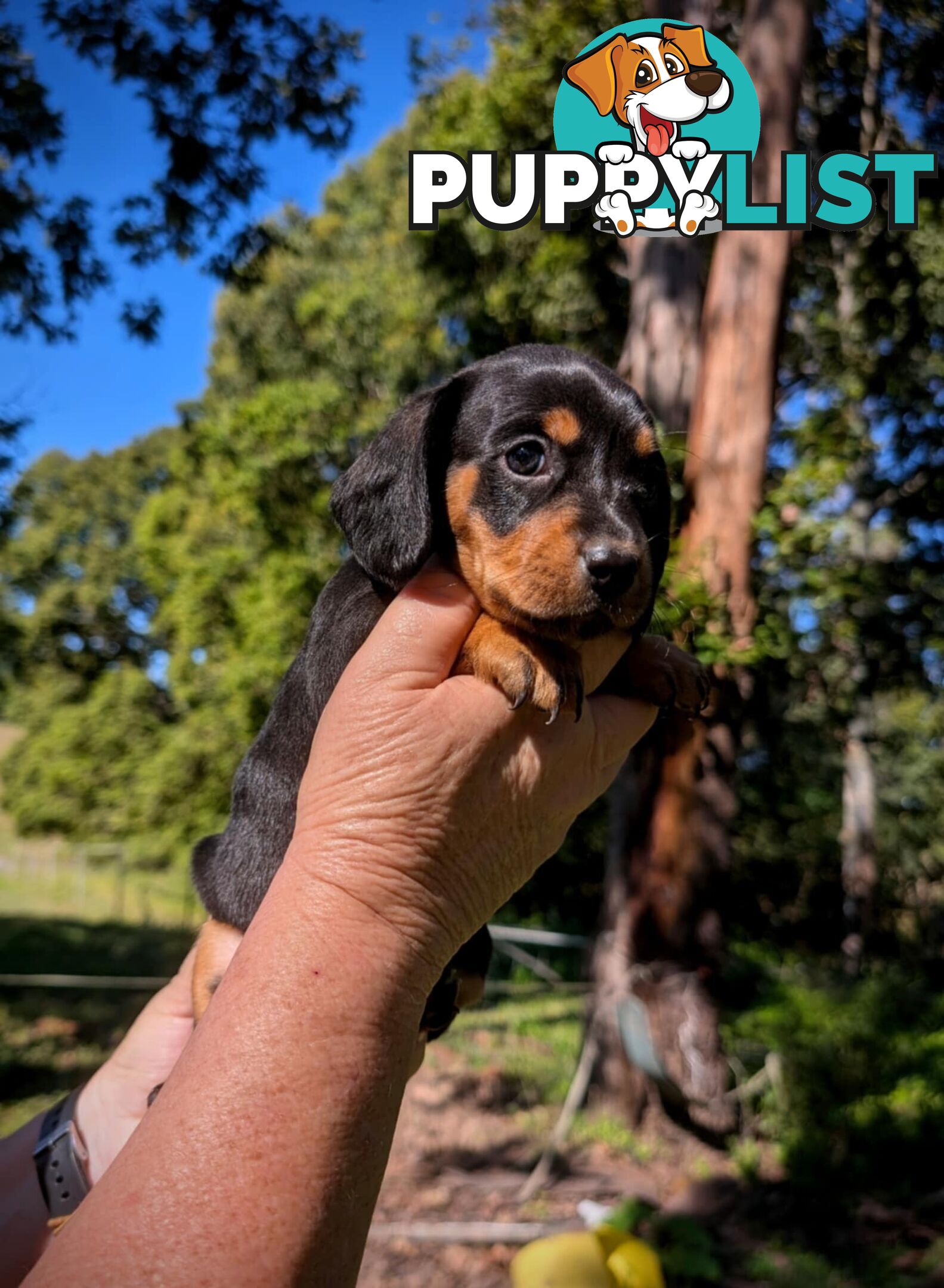 Mini dachshund x Cavalier puppies