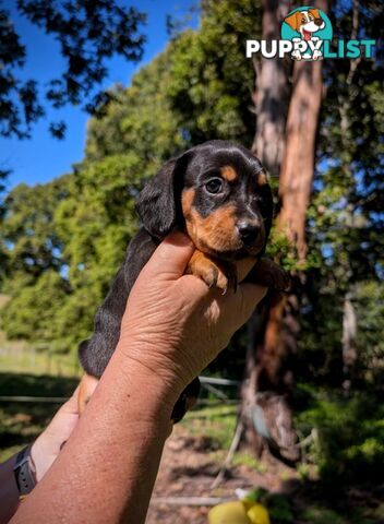 Mini dachshund x Cavalier puppies