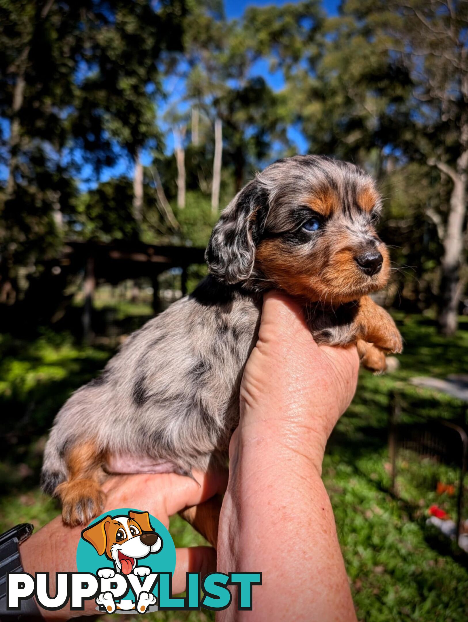 Mini dachshund x Cavalier puppies