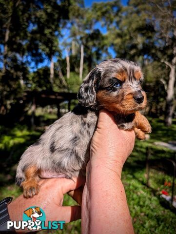 Mini dachshund x Cavalier puppies