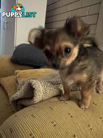 Chihuahua Puppies Long Haired