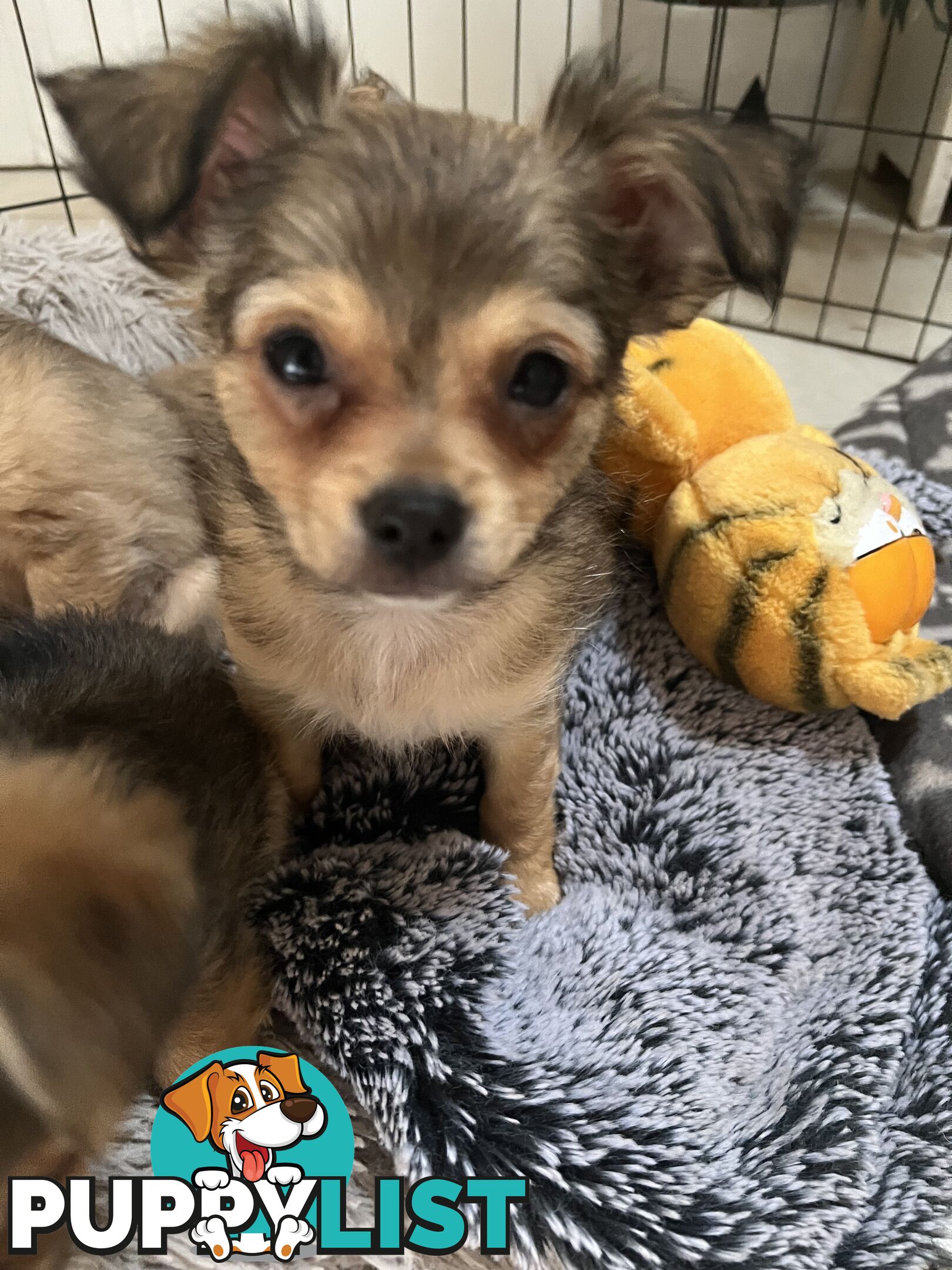 Chihuahua Puppies Long Haired