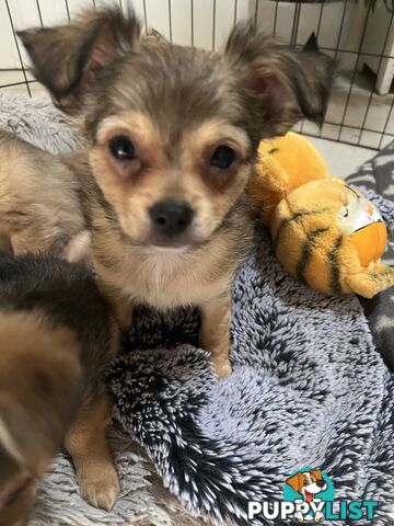 Chihuahua Puppies Long Haired