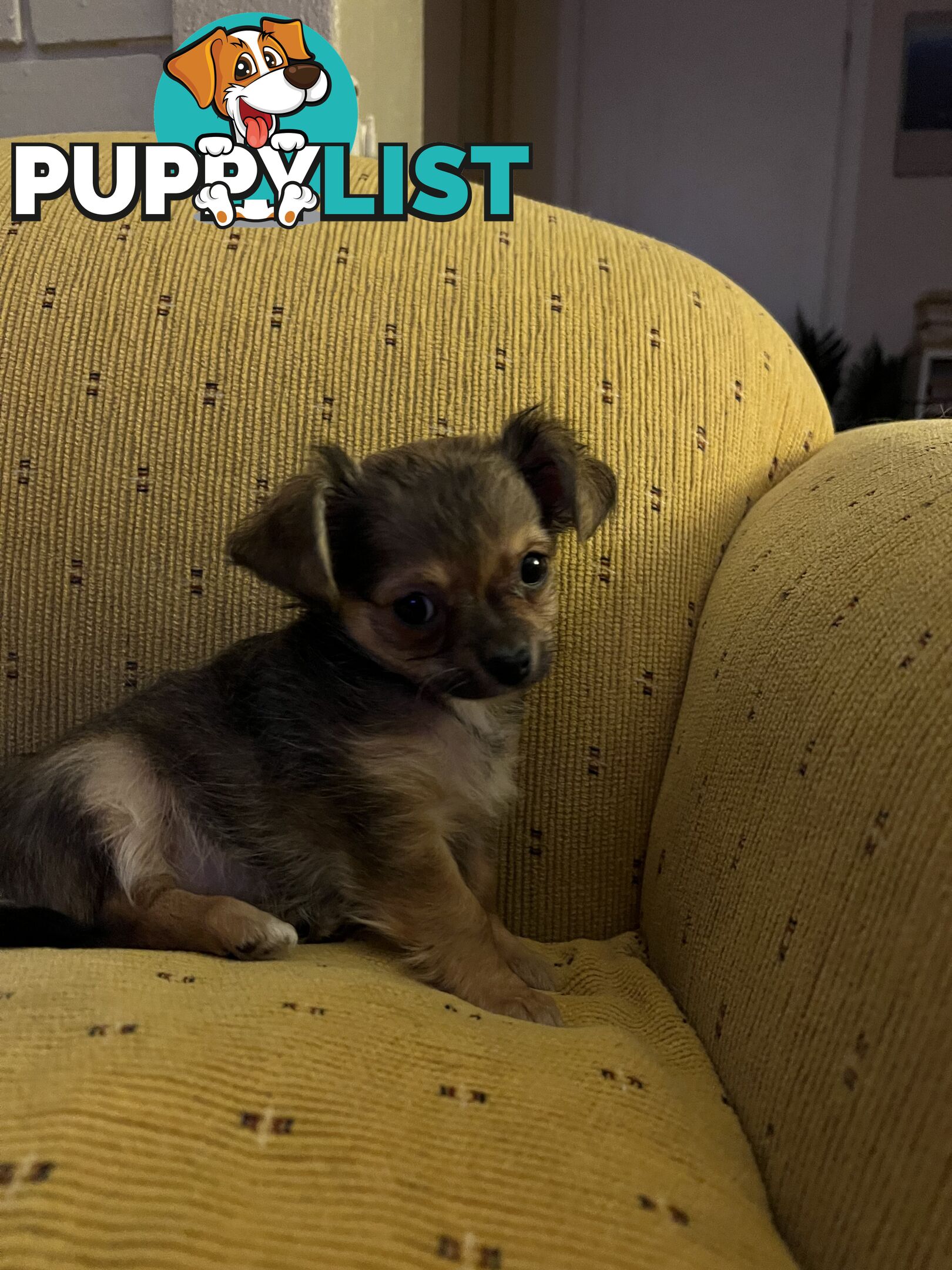 Chihuahua Puppies Long Haired