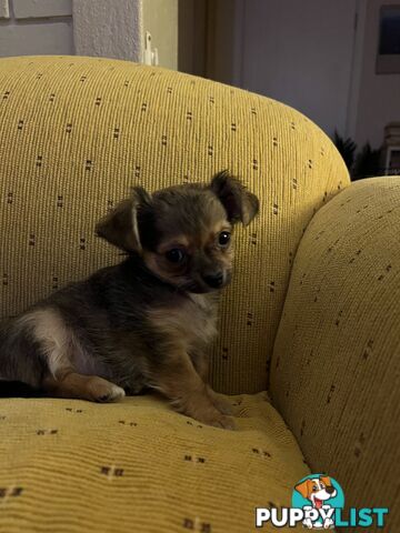Chihuahua Puppies Long Haired