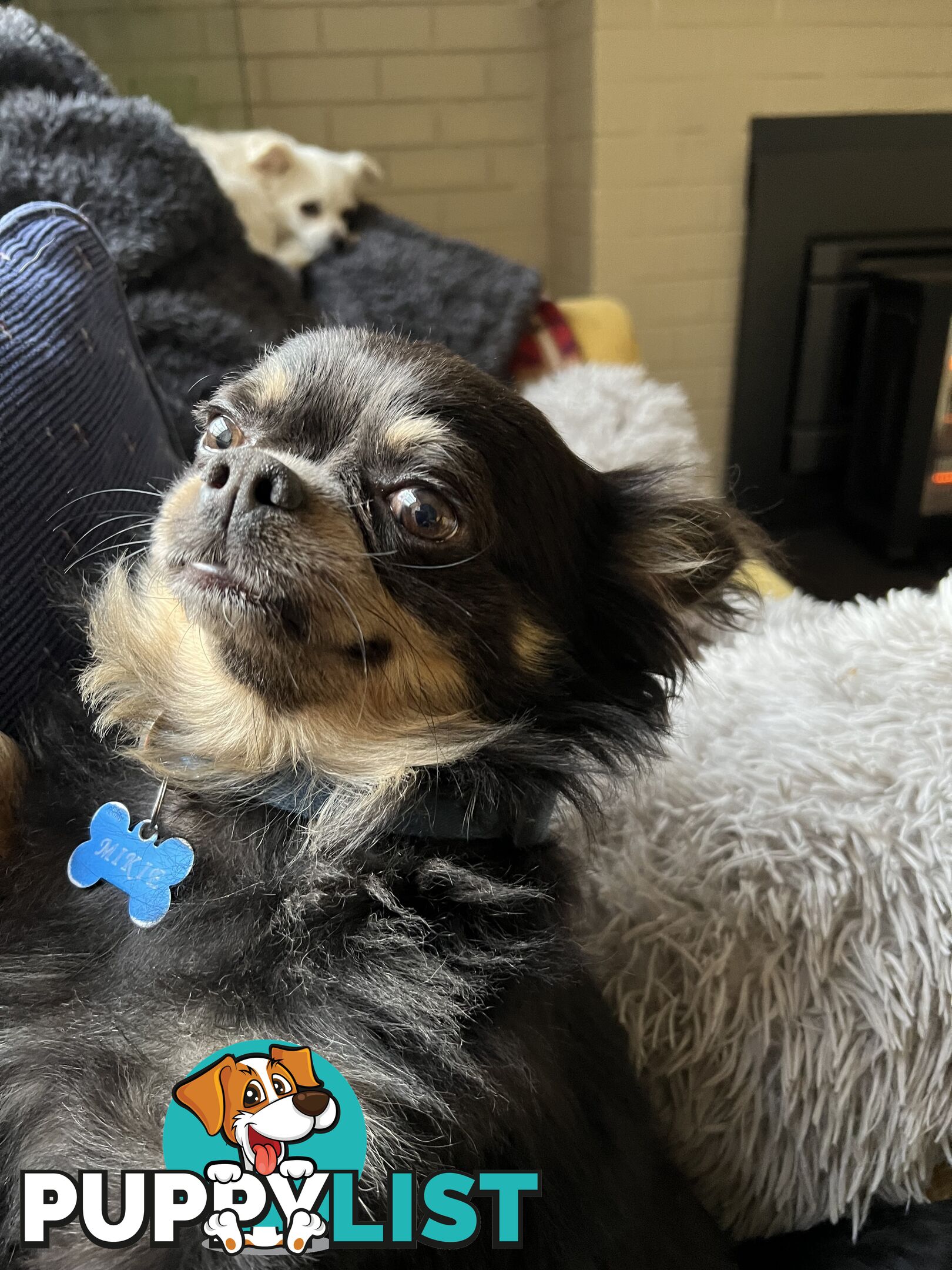 Chihuahua Puppies Long Haired