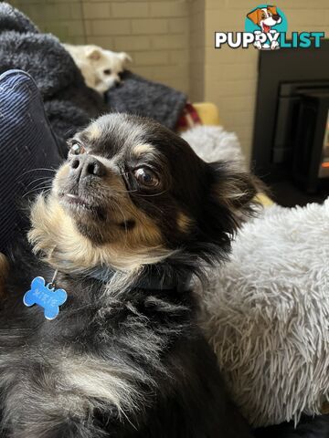 Chihuahua Puppies Long Haired