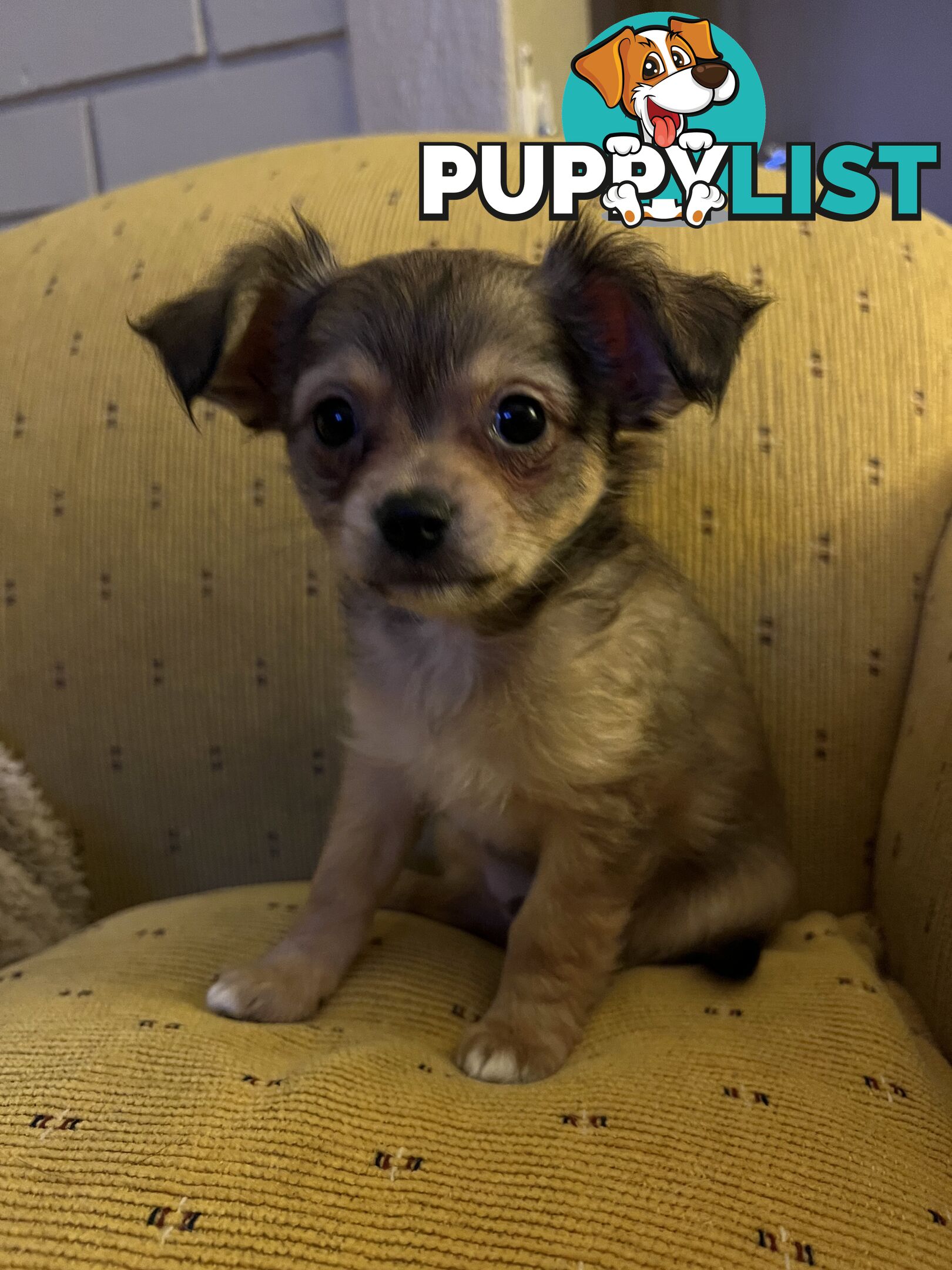 Chihuahua Puppies Long Haired