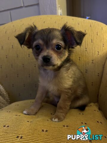 Chihuahua Puppies Long Haired