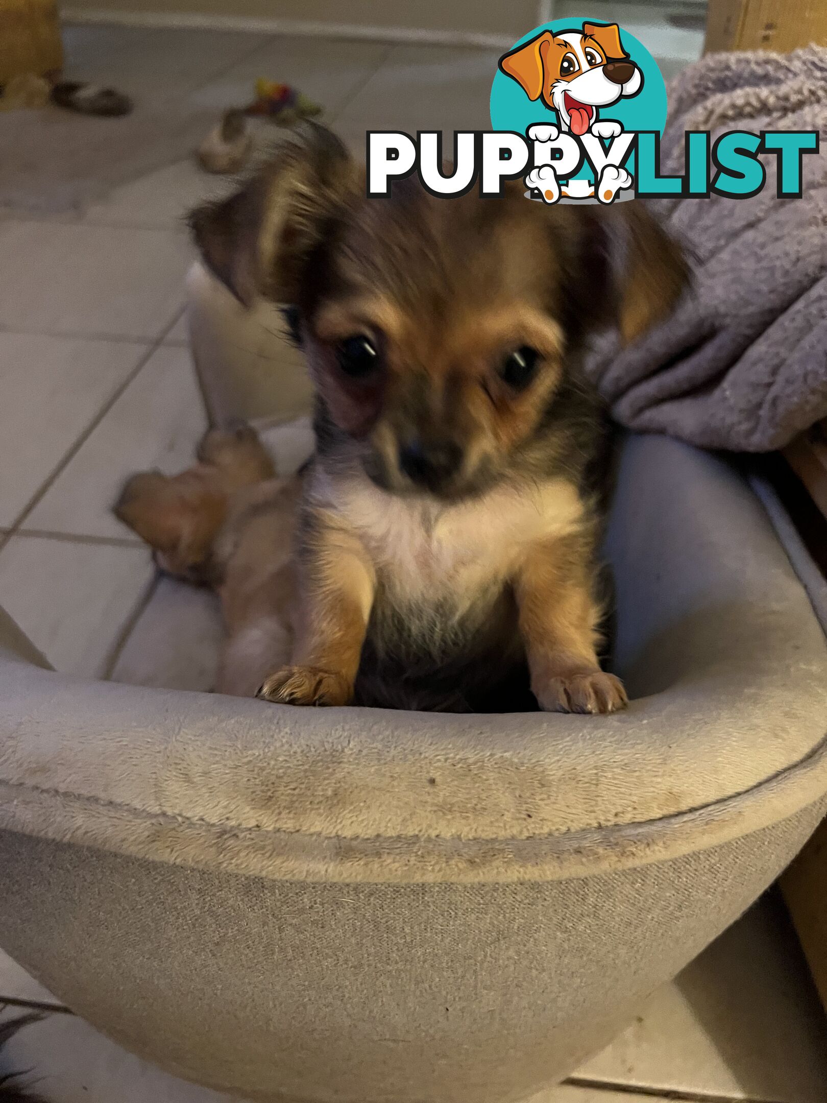 Chihuahua Puppies Long Haired
