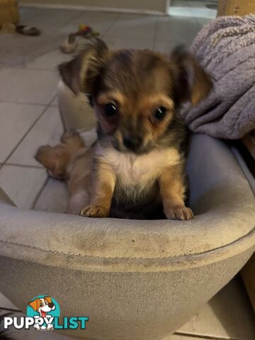 Chihuahua Puppies Long Haired