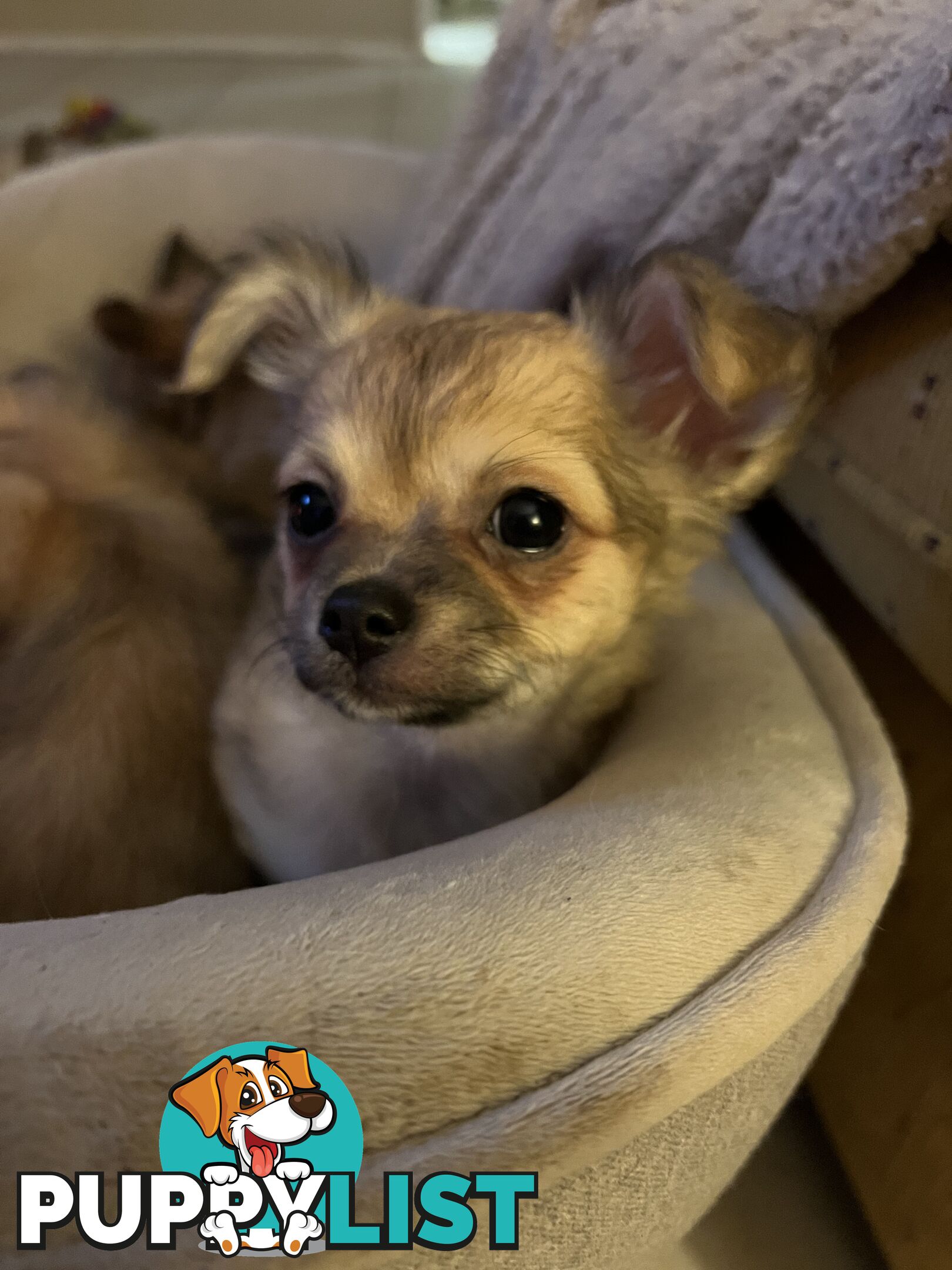 Chihuahua Puppies Long Haired