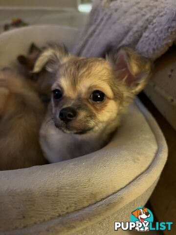 Chihuahua Puppies Long Haired