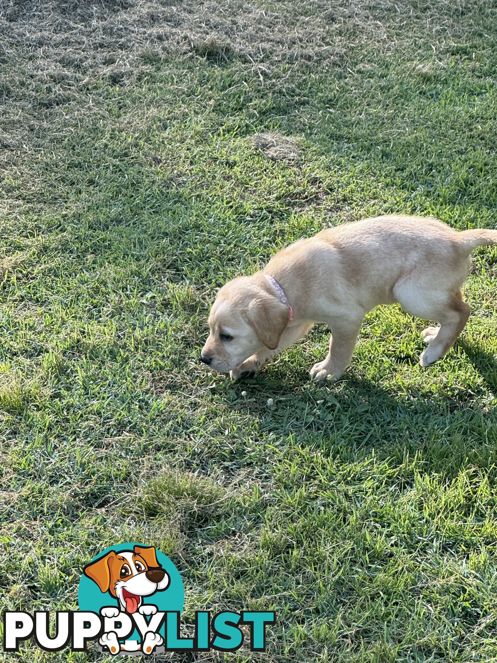 Labrador puppies