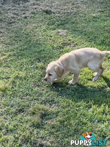 Labrador puppies