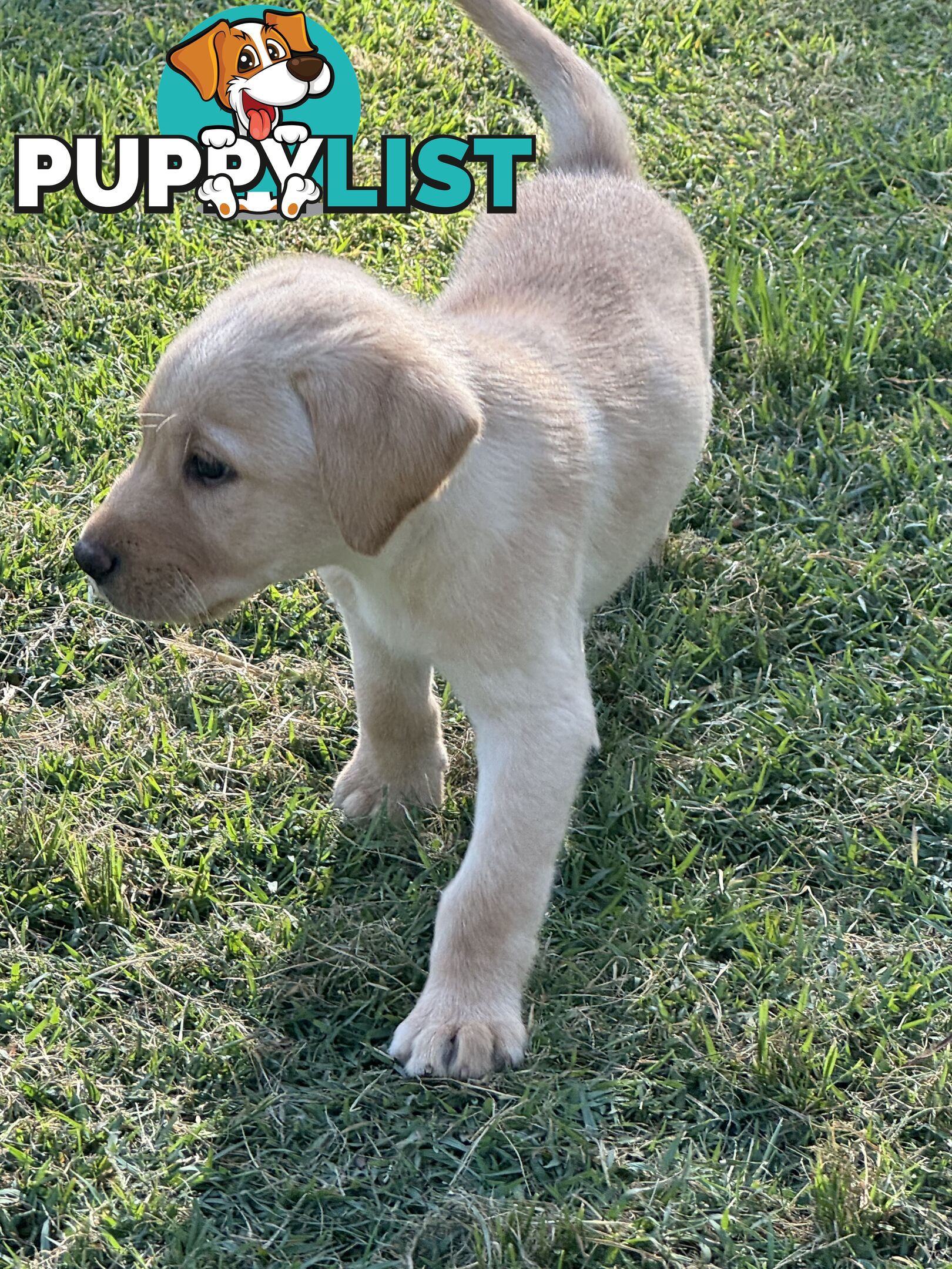 Labrador puppies