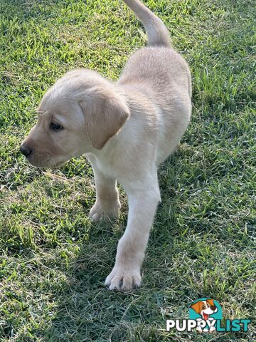 Labrador puppies