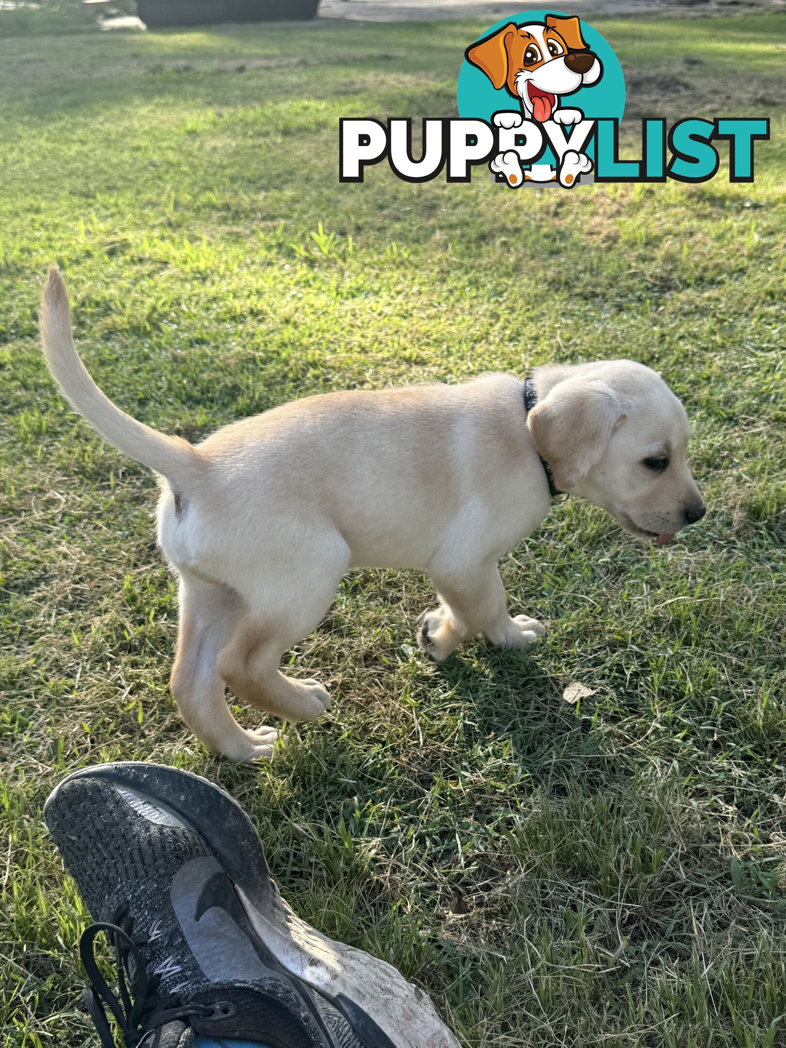 Labrador puppies