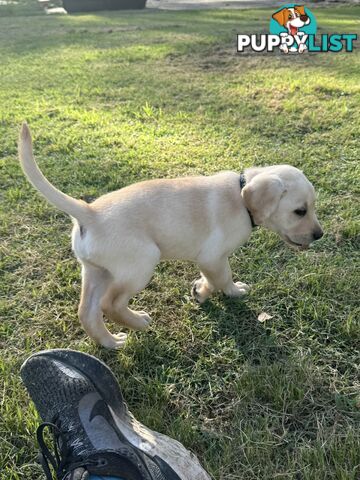 Labrador puppies