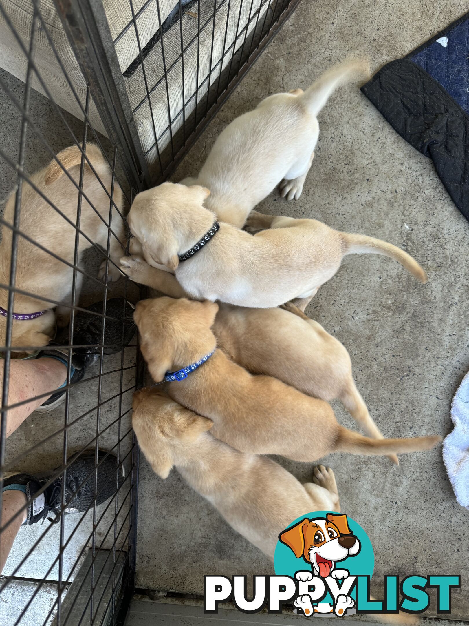 Labrador puppies