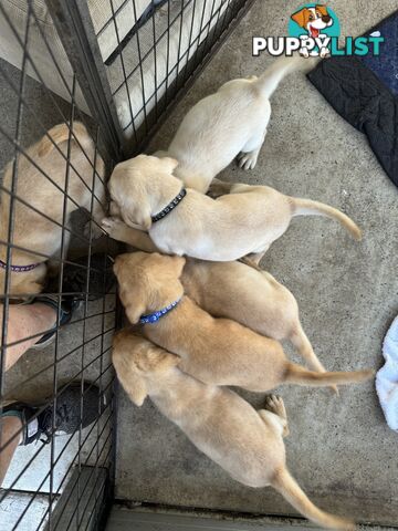 Labrador puppies