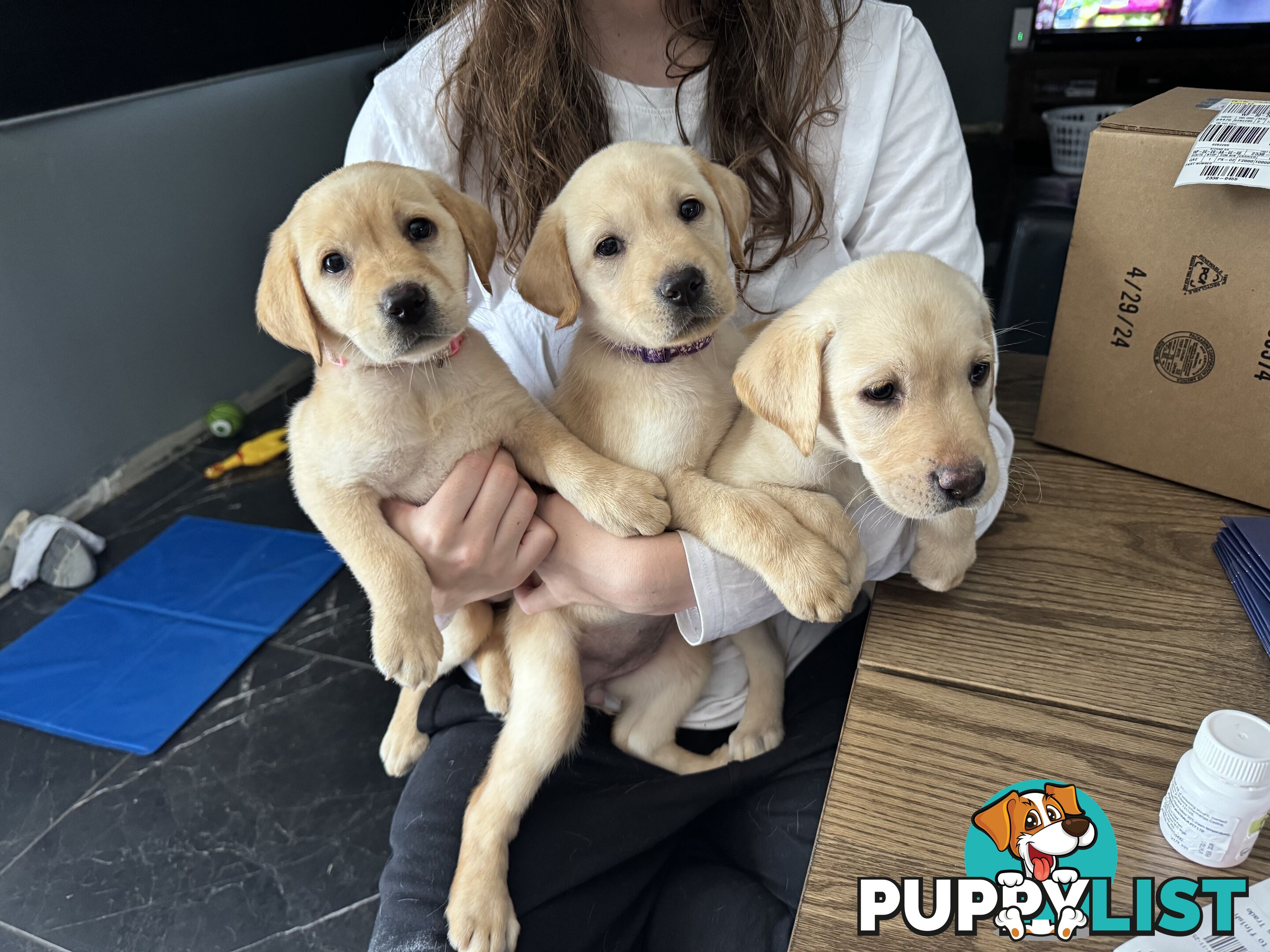 Labrador puppies