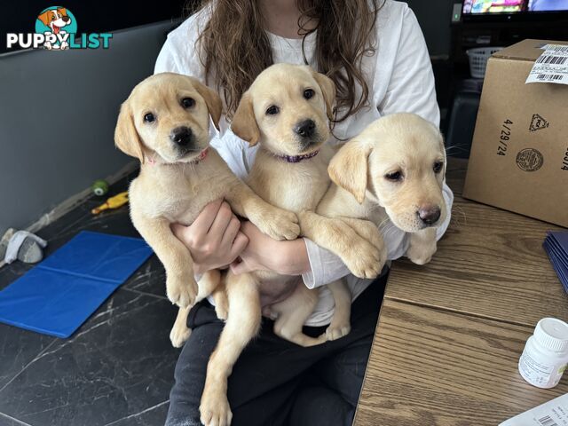 Labrador puppies