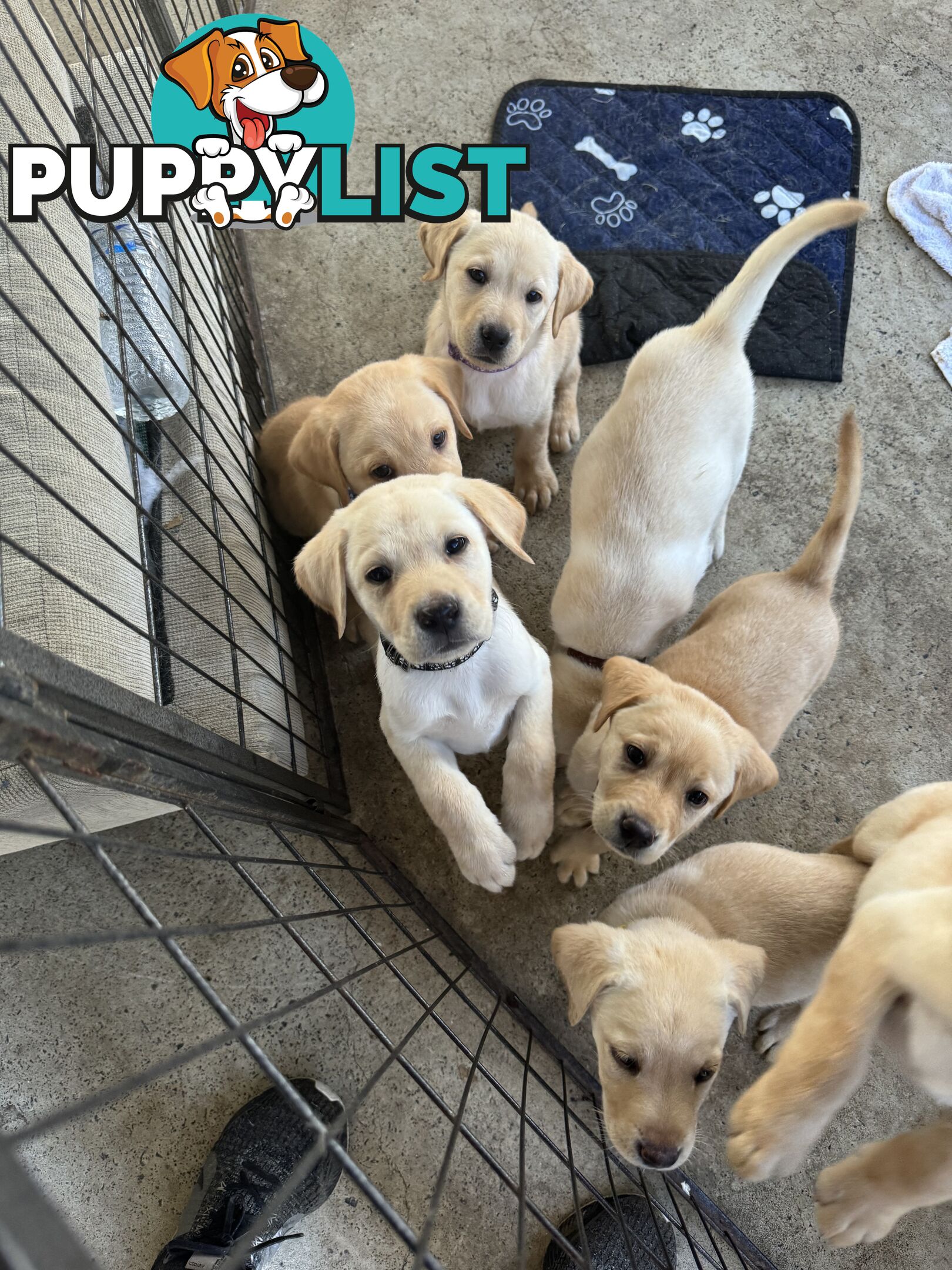 Labrador puppies