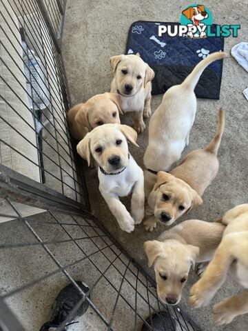 Labrador puppies