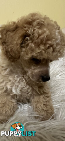 Toy Poodle