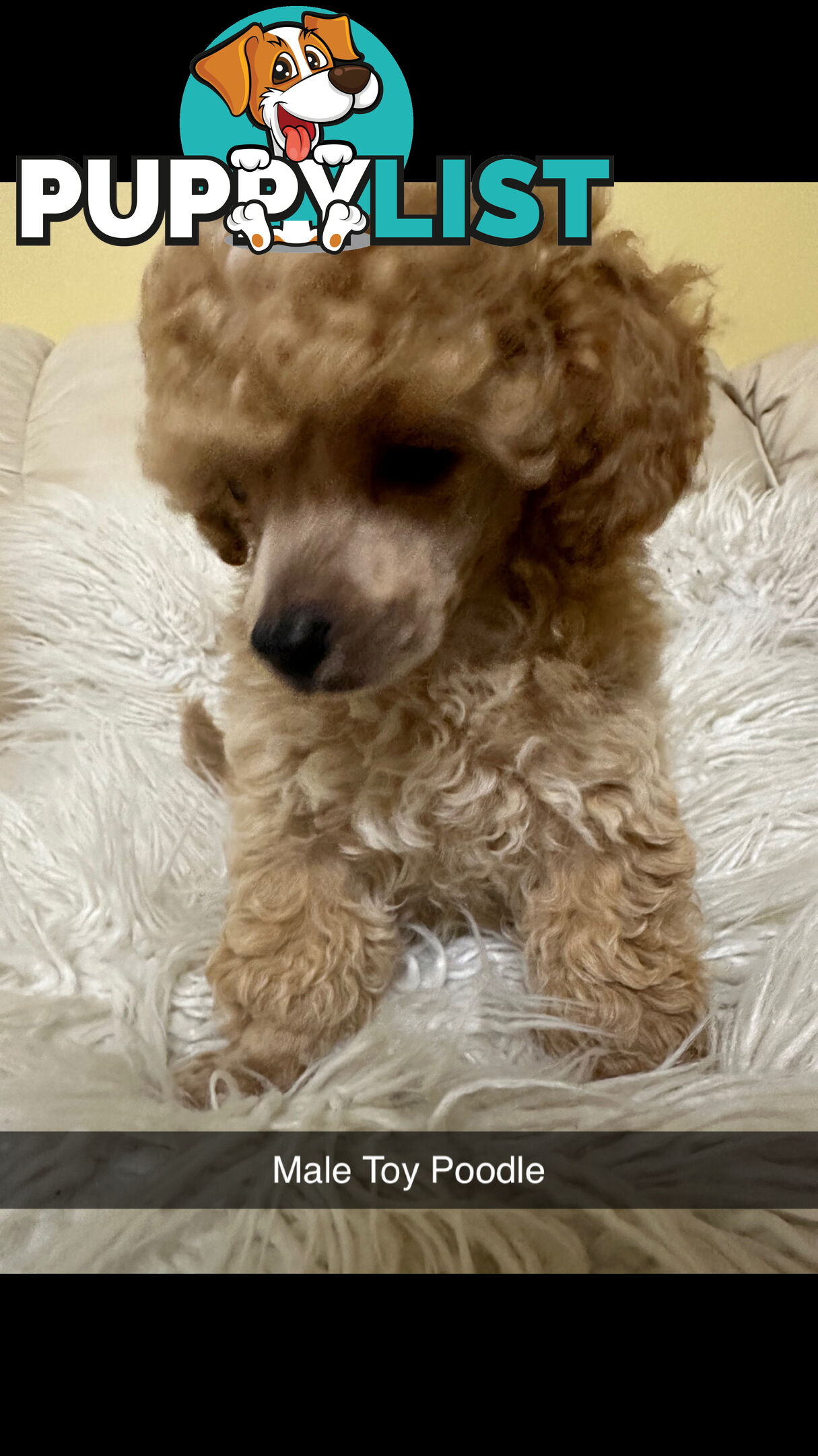 Toy Poodle