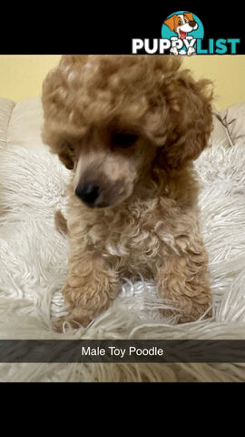 Toy Poodle