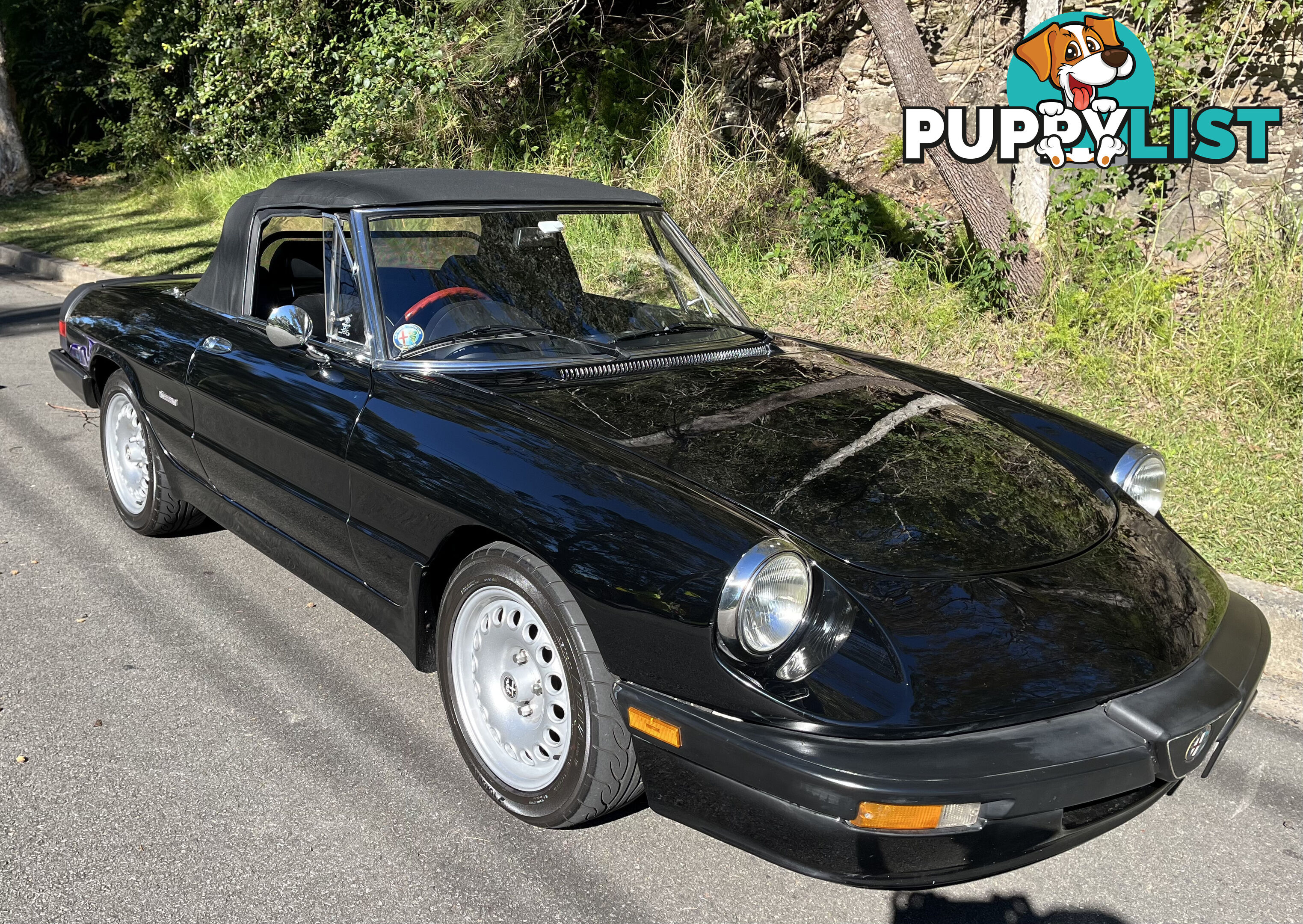 1983 Alfa Spider