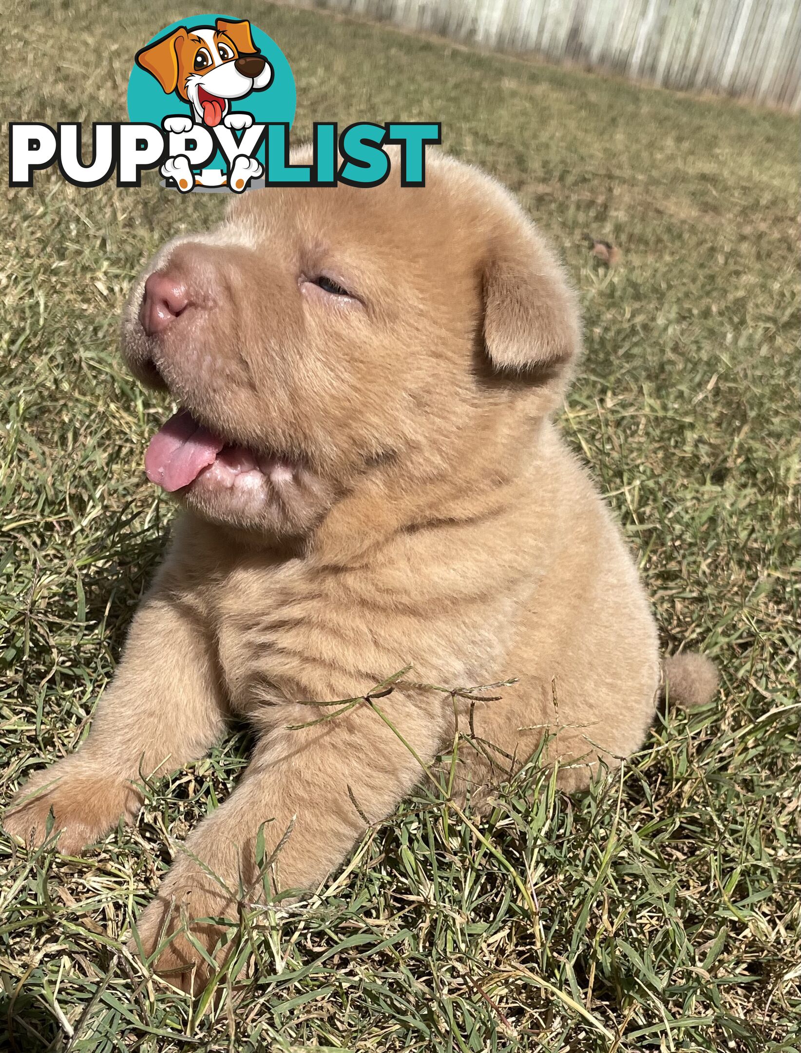 Shar Pei Puppies