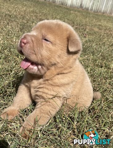 Shar Pei Puppies