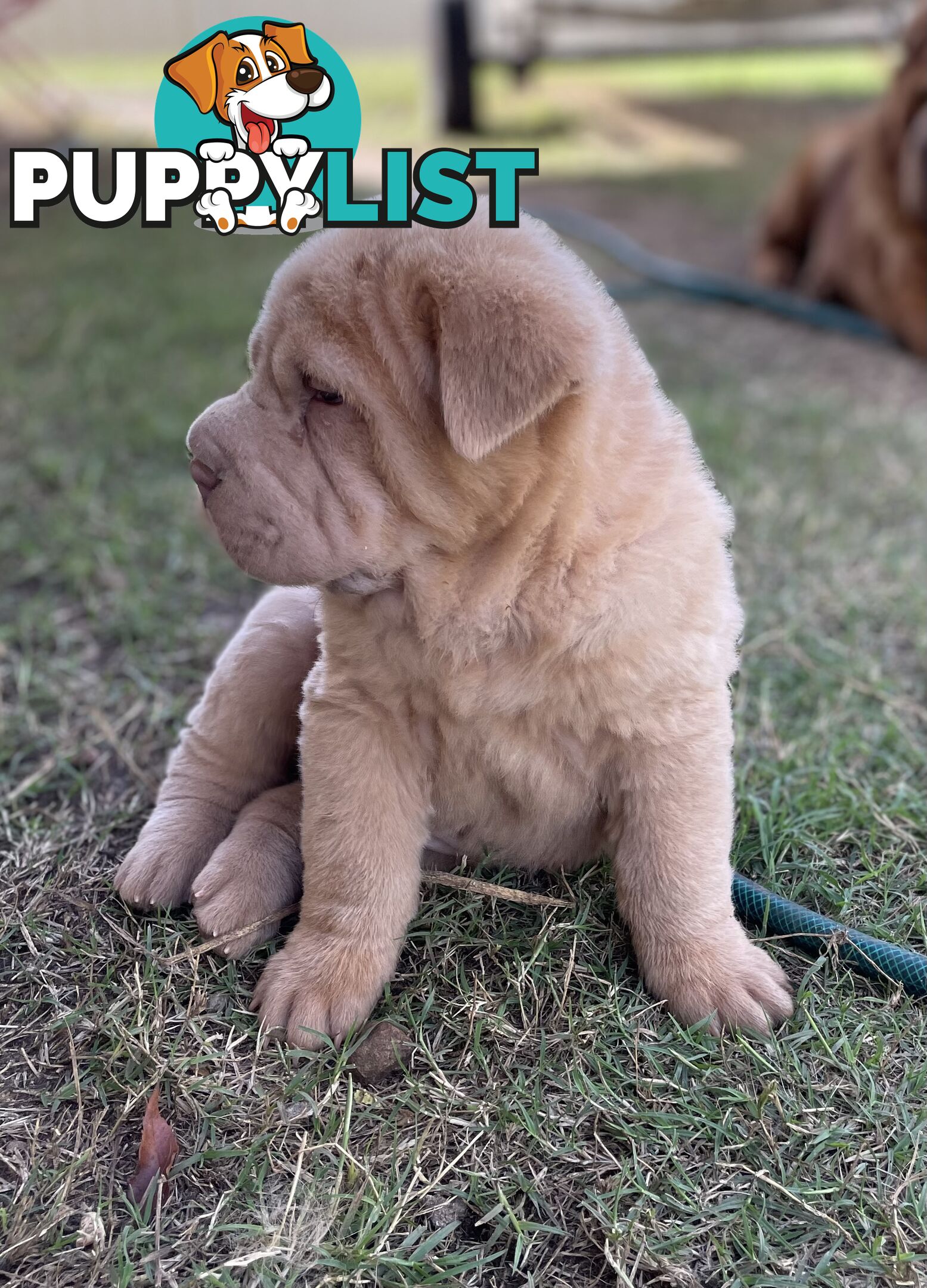 Shar Pei Puppies