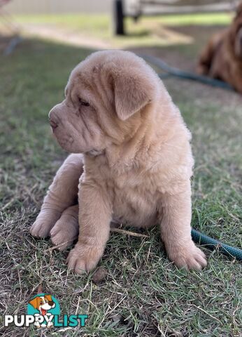 Shar Pei Puppies