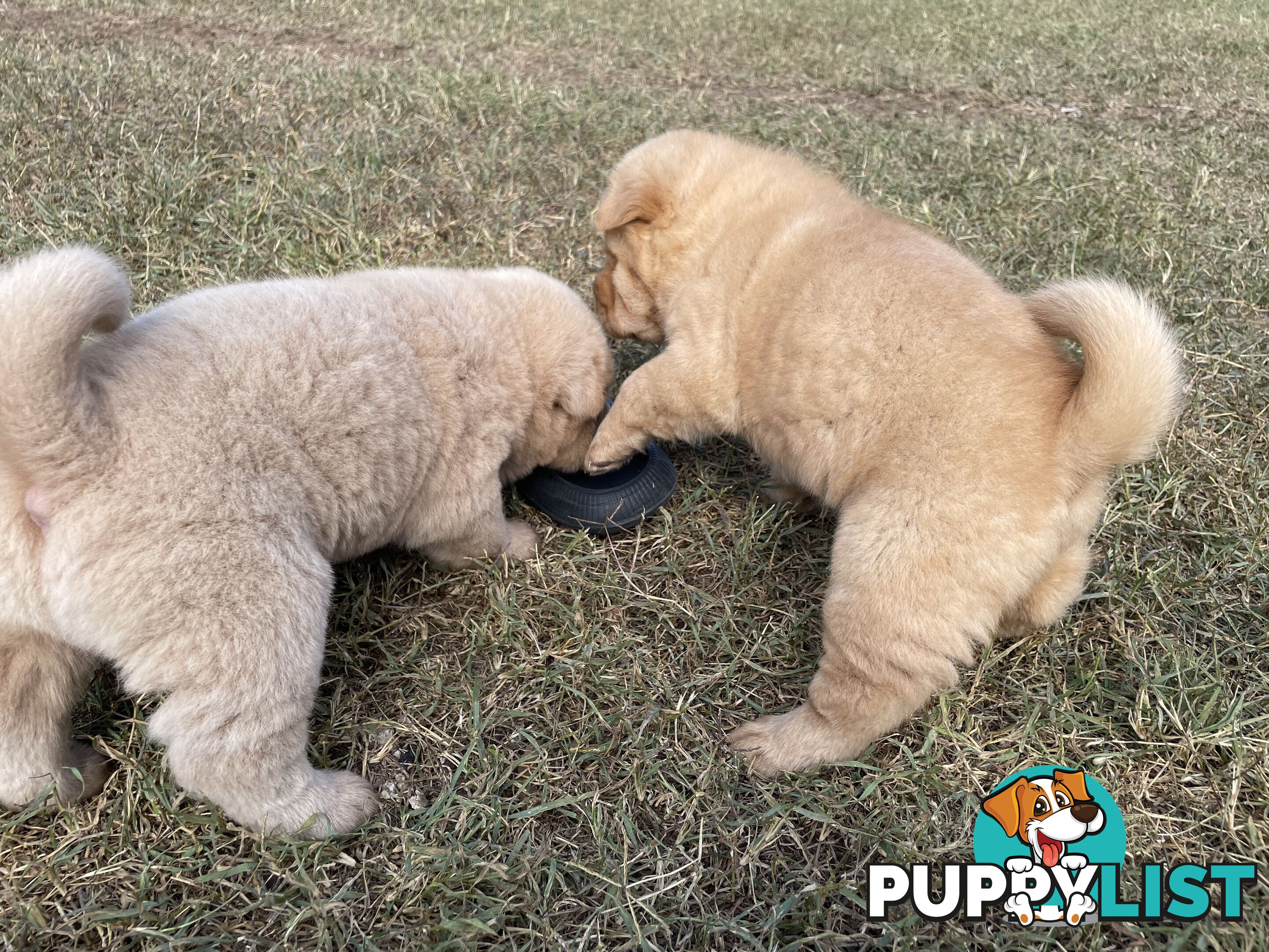 Shar Pei Puppies