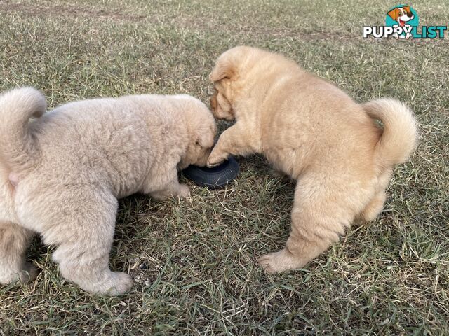Shar Pei Puppies