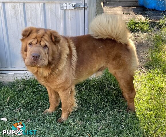 Shar Pei Puppies