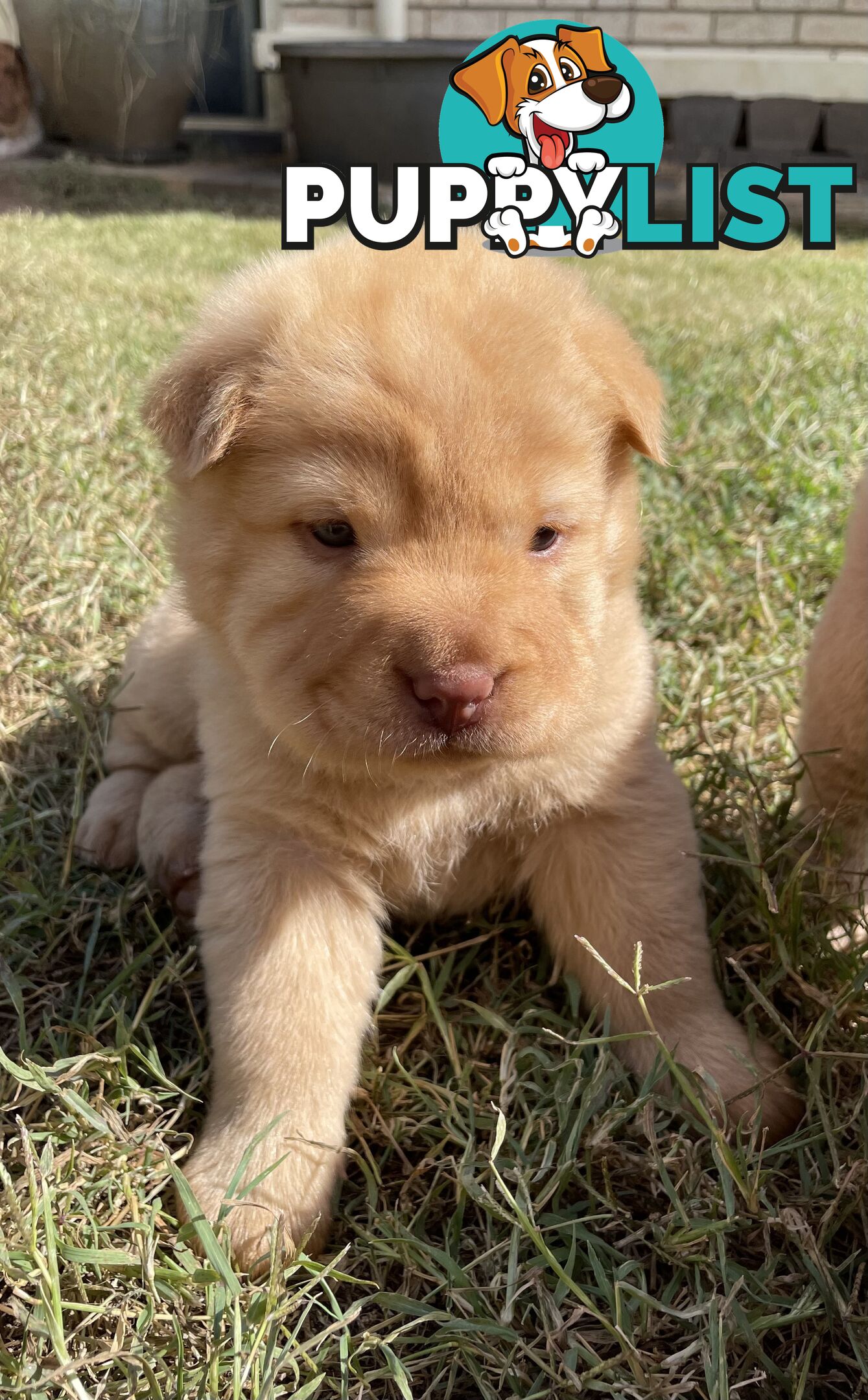 Shar Pei Puppies