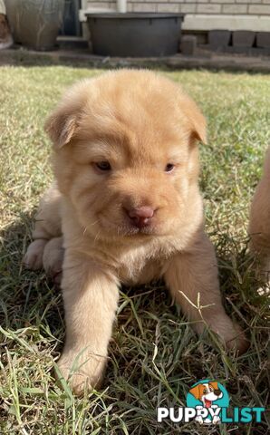 Shar Pei Puppies