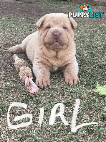 Shar Pei Puppies