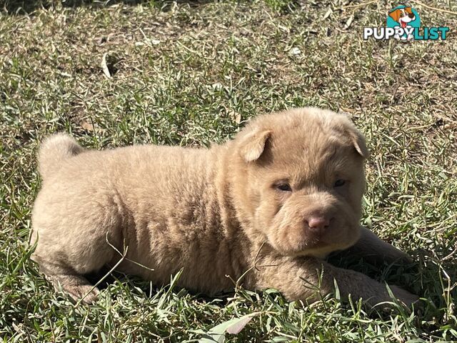 Shar Pei Puppies